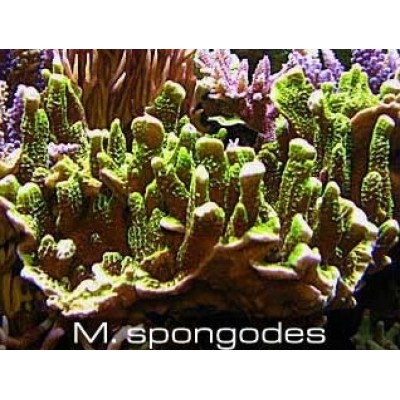 Montipora spongodes Монтипора Montipora spongodes Монтипора