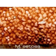Montipora setosa Монтипора