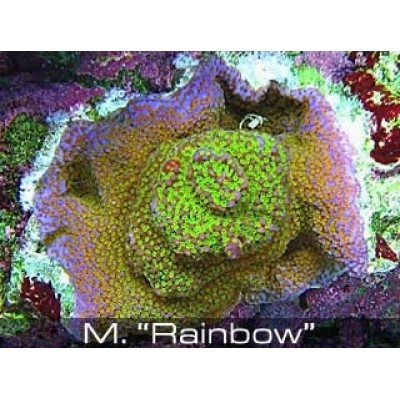 Montipora "rainbow" Монтипора Montipora "rainbow" Монтипора