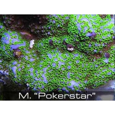 Montipora "pokerstar" Монтипора Montipora "pokerstar" Монтипора