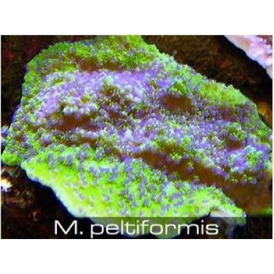 Montipora "peltiformis" Монтипора Montipora "peltiformis" Монтипора