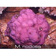 Montipora nodosa Монтипора