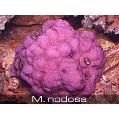 Montipora nodosa Монтипора Montipora nodosa Монтипора