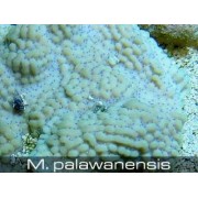Montipora palawanensis Монтипора