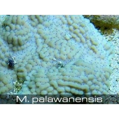 Montipora palawanensis Монтипора Montipora palawanensis Монтипора