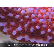 Montipora monasteriata Монтипора