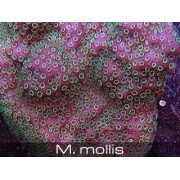 Montipora mollis Монтипора