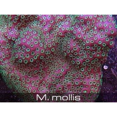 Montipora mollis Монтипора Montipora mollis Монтипора