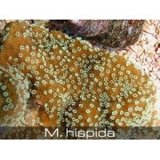 Montipora hispida Монтипора