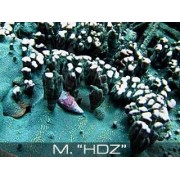 Montipora "HDZ" Монтипора