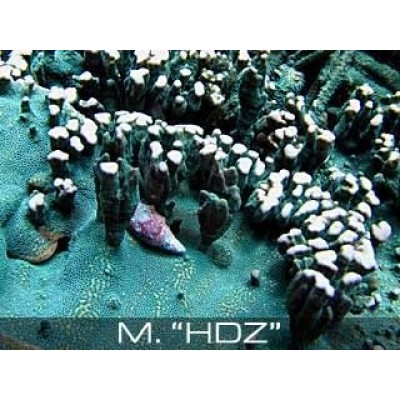 Montipora "HDZ" Монтипора Montipora "HDZ" Монтипора