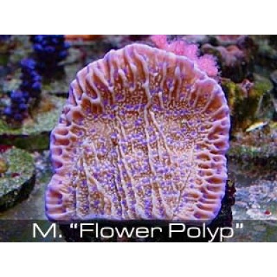 Montipora "Flower polyp" Монтипора Montipora "Flower polyp" Монтипора