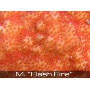 Montipora "flesh fire" Монтипора