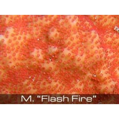 Montipora "flesh fire" Монтипора Montipora "flesh fire" Монтипора