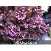 Montipora digitata Монтипора