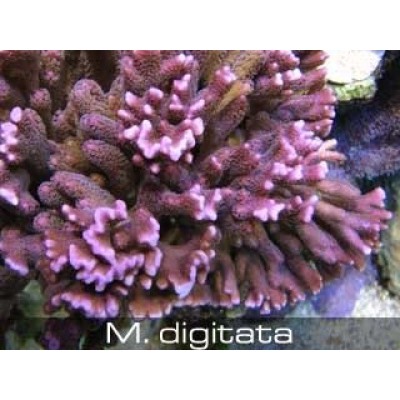 Montipora digitata Монтипора Montipora digitata Монтипора