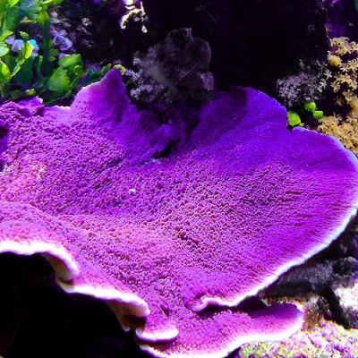 Montipora Danae Монтипора Montipora Danae Монтипора