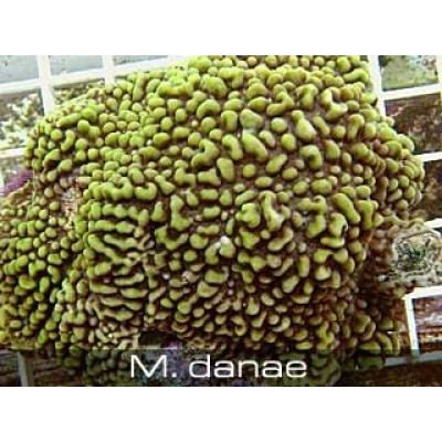 Montipora Danae Монтипора Montipora Danae Монтипора