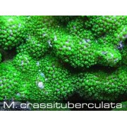 Montipora crassituberculata Монтипора