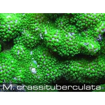 Montipora crassituberculata Монтипора Montipora crassituberculata Монтипора