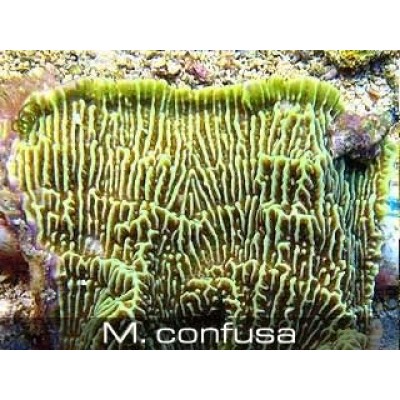 Montipora confusa Монтипора Montipora confusa Монтипора