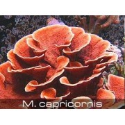 Montipora capricornis Монтипора