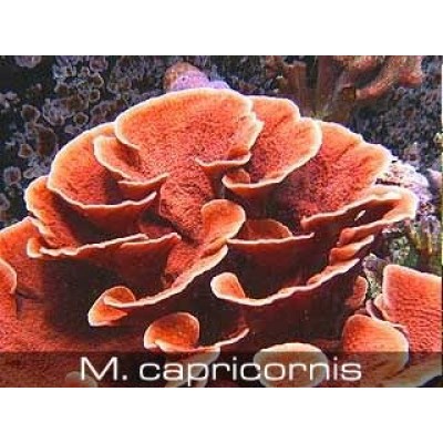 Montipora capricornis Монтипора Montipora capricornis Монтипора