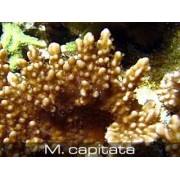 Montipora capitata Монтипора