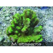 Montipora altasepta Монтипора