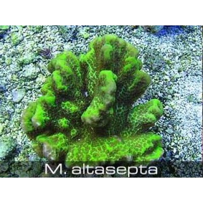 Montipora altasepta Монтипора Montipora altasepta Монтипора
