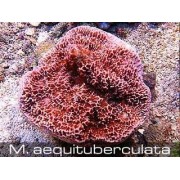 Montipora aequituberculata Монтипора