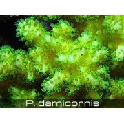 Pocillopora damicornis Поциллопора