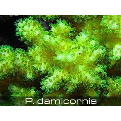Pocillopora damicornis Поциллопора Pocillopora damicornis Поциллопора