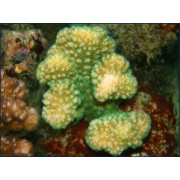 Pocillopora elegans Поциллопора