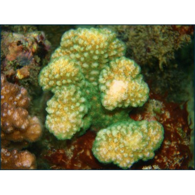 Pocillopora elegans Поциллопора Pocillopora elegans Поциллопора