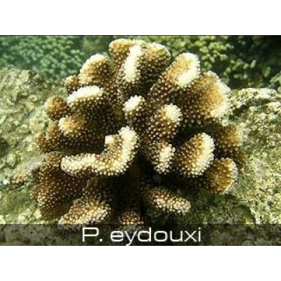 Pocillopora eydouxy Поциллопора Pocillopora eydouxy Поциллопора