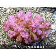 Pocillopora verrucosa Поциллопора