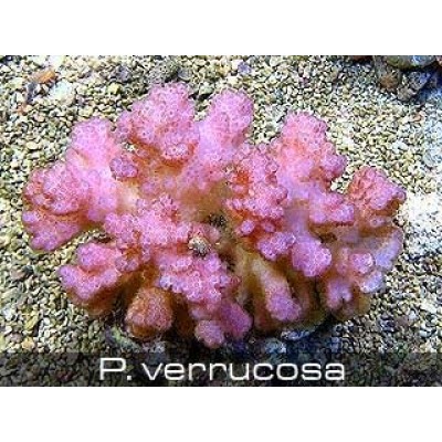 Pocillopora verrucosa Поциллопора Pocillopora verrucosa Поциллопора