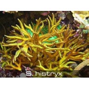 Seriatopora histryx Сериатопора