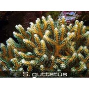 Seriatopora guttatus Сериатопора