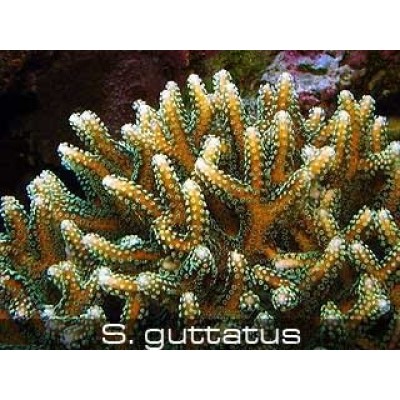 Seriatopora guttatus Сериатопора Seriatopora guttatus Сериатопора