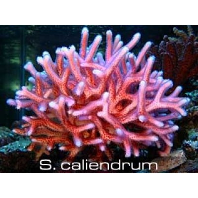 Seriatopora caliendrum Сериатопора Seriatopora caliendrum Сериатопора