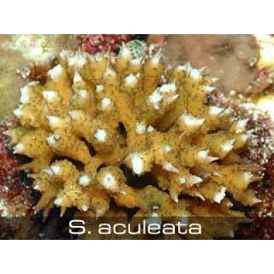 Seriatopora aculeata Сериатопора Seriatopora aculeata Сериатопора