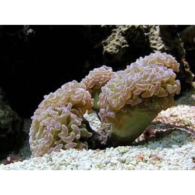 Эуфиллия Молоточковая (Euphyllia Paraancorа) M Эуфиллия Молоточковая (Euphyllia Paraancorа) M