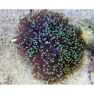 Эуфиллия Факельная (Euphyllia Glabrescens) M Эуфиллия Факельная (Euphyllia Glabrescens) M