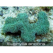 Эуфиллия Молоточковая (Euphyllia Paraancorа) L