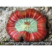 Трахифиллия Жоффруа (Trachyphyllia Geoffroyi) Красная