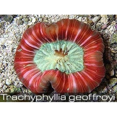 Трахифиллия Жоффруа (Trachyphyllia Geoffroyi) Красная Трахифиллия Жоффруа (Trachyphyllia Geoffroyi) Красная