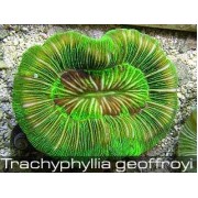 Трахифиллия Жоффруа (Trachyphyllia Geoffroyi) Зелёная
