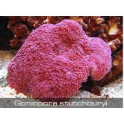 Goniopora stutchburyi Гониопора